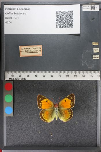 Media type: image;   Entomology 118861